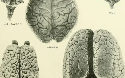 ¿Cómo se desarrolla el cerebro en la adolescencia?