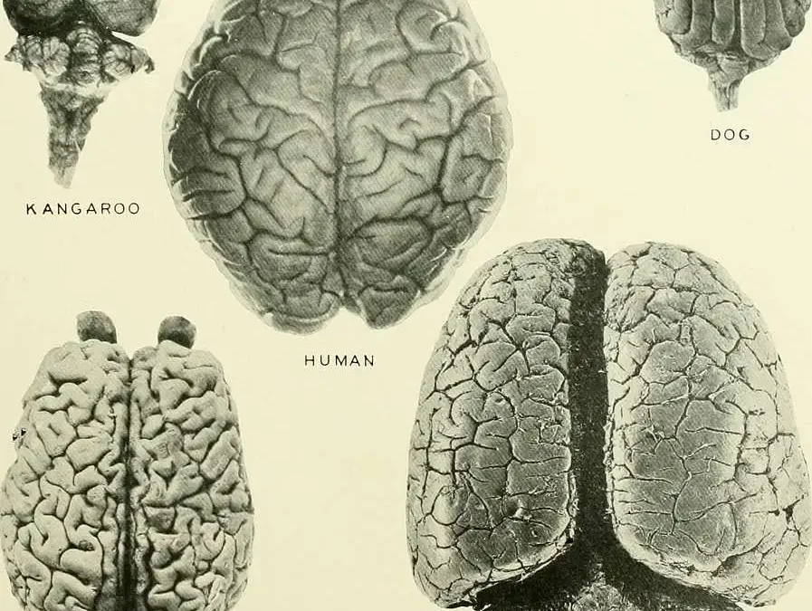 ¿Cómo se desarrolla el cerebro en la adolescencia?